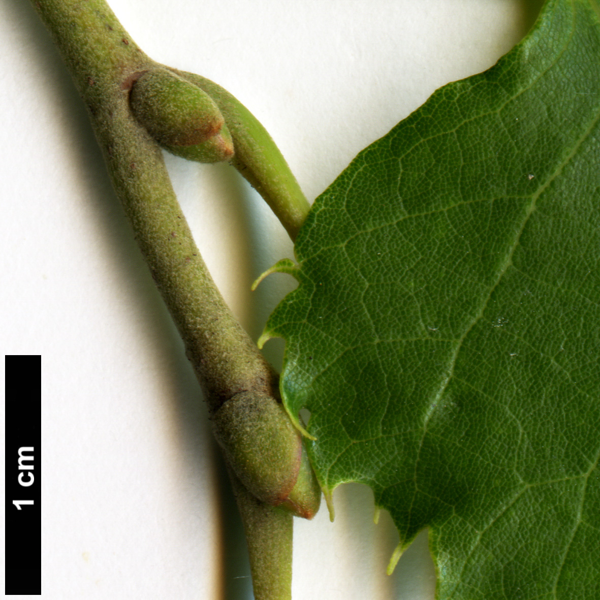 High resolution image: Family: Malvaceae - Genus: Tilia - Taxon: 'Hillieri' (T.cordata × T.tomentosa)